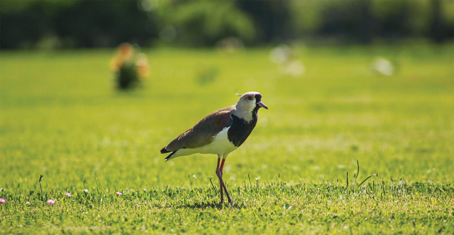 Fauna del parque
